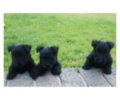 Black Scottish Terrier Pups for sale