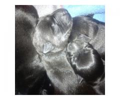 Black Scottish Terrier Pups for sale