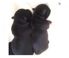 Black Scottish Terrier Pups for sale