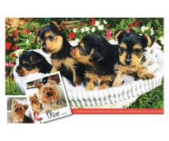 Beautiful Yorkie puppies for sale (Yorkshire Terriers)