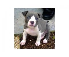 Magnificent American Pitbull Puppies For Sale.