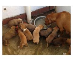 Beautiful Staffie puppies for sale