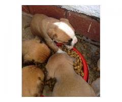 Beautiful Staffie puppies for sale