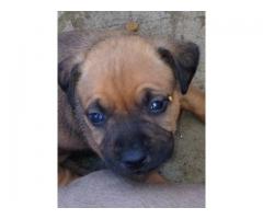 Beautiful Staffie puppies for sale