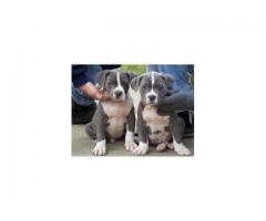 Magnificent American Pitbull Puppies For Sale.