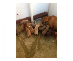 Beautiful Staffie puppies for sale