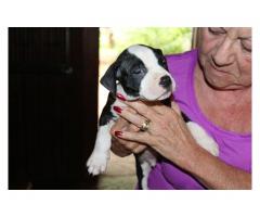 American Pitbull pups for sale