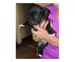 American Pitbull pups for sale