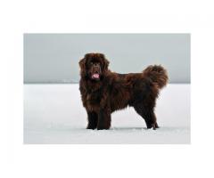 Newfoundland puppies for sale