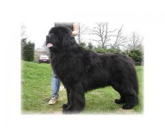 Newfoundland puppies for sale