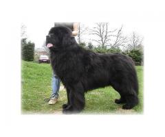 Newfoundland puppies for sale