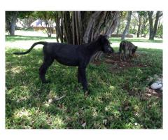 Irishwolf Hounds for sale