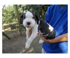 Beautiful American Pitbull puppies for sale