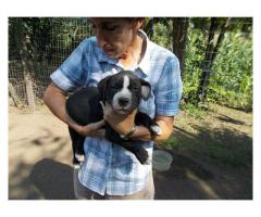 Beautiful American Pitbull puppies for sale