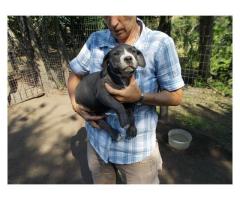 Beautiful American Pitbull puppies for sale