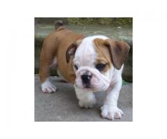 French Bulldog and English Bulldog Puppies Available For Sale