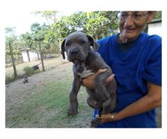 Beautiful American Pitbull puppies for sale