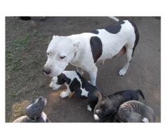 Beautiful American Pitbull puppies for sale
