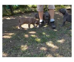 Beautiful American Pitbull puppies for sale