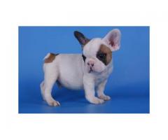 French Bulldog and English Bulldog Puppies Available For Sale