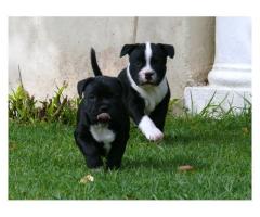 Staffie puppies for sale (Kusa Registered Breeder)