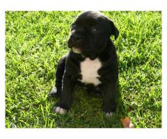 Staffie puppies for sale (Kusa Registered Breeder)