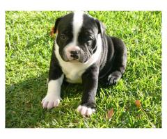 Staffie puppies for sale (Kusa Registered Breeder)
