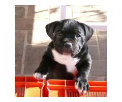 Staffie puppies for sale (Kusa Registered Breeder)