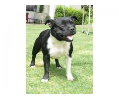 Staffie puppies for sale (Kusa Registered Breeder)