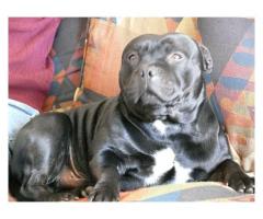 Staffie puppies for sale (Kusa Registered Breeder)