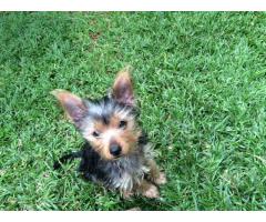 Male Yorkie Puppy for sale