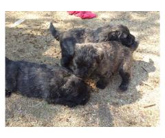 Bouvier puppies for sale