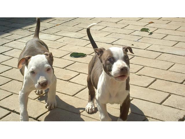 pitbull puppies pretoria