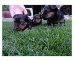 Gorgeous Yorkshire Terrier Puppies for sale (Yorkies)