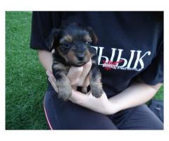 Gorgeous Yorkshire Terrier Puppies for sale (Yorkies)