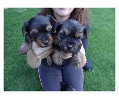 Gorgeous Yorkshire Terrier Puppies for sale (Yorkies)