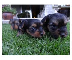 Gorgeous Yorkshire Terrier Puppies for sale (Yorkies)