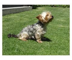 Gorgeous Yorkshire Terrier Puppies for sale (Yorkies)