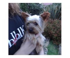 Gorgeous Yorkshire Terrier Puppies for sale (Yorkies)