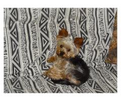 Gorgeous Yorkshire Terrier Puppies for sale (Yorkies)