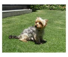 Gorgeous Yorkshire Terrier Puppies for sale (Yorkies)