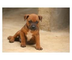 Staffie pups for sale (Staffordshire bull terriers  )