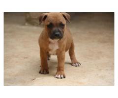 Staffie pups for sale (Staffordshire bull terriers  )