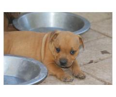 Staffie pups for sale (Staffordshire bull terriers  )