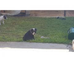 Beautiful Pitbull registered pups