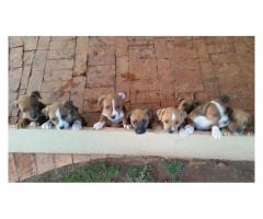 American Staffie puppies for sale