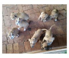 American Staffie puppies for sale