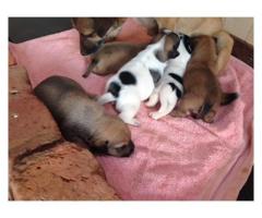 Jack russel for sale (Last 2 pups available)