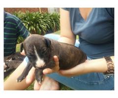 Bull Terrier Puppies for Sale