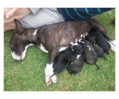 Bull Terrier Puppies for Sale